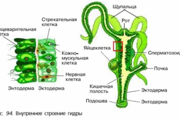 Что можно купить в кракене